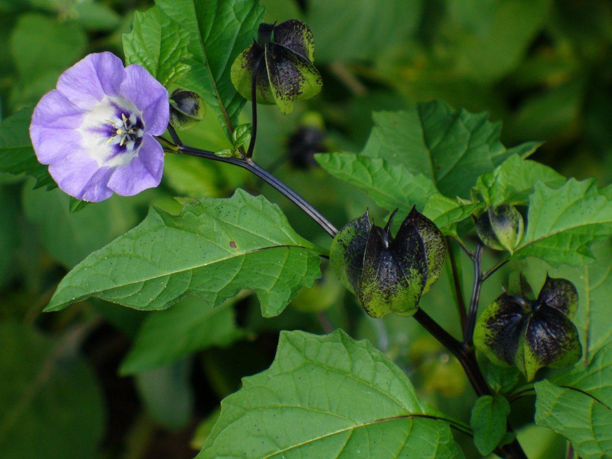 Никанрда физалевидная