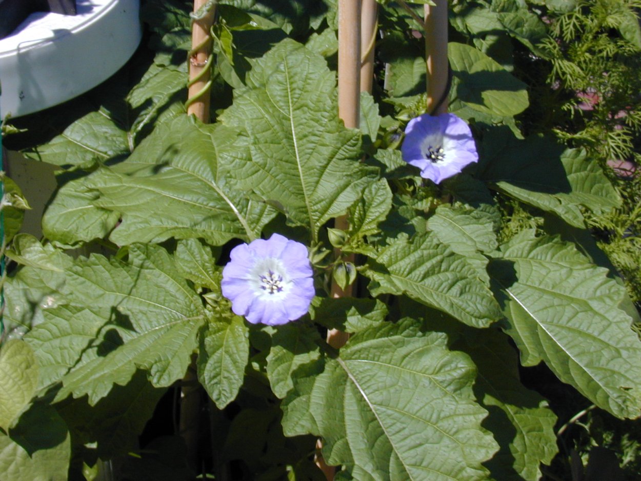 Никандра физалисовидная