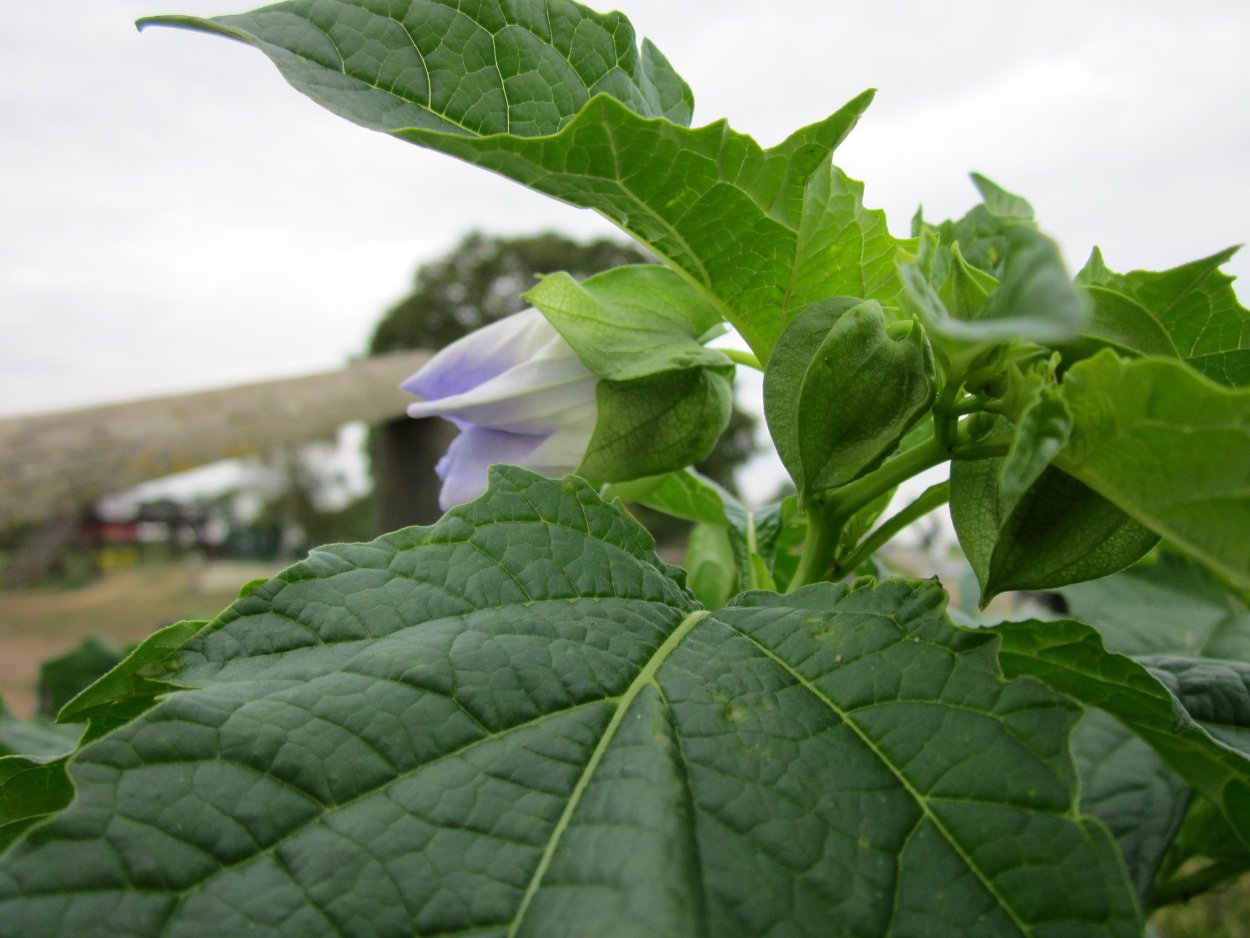 Никандра Перуанская