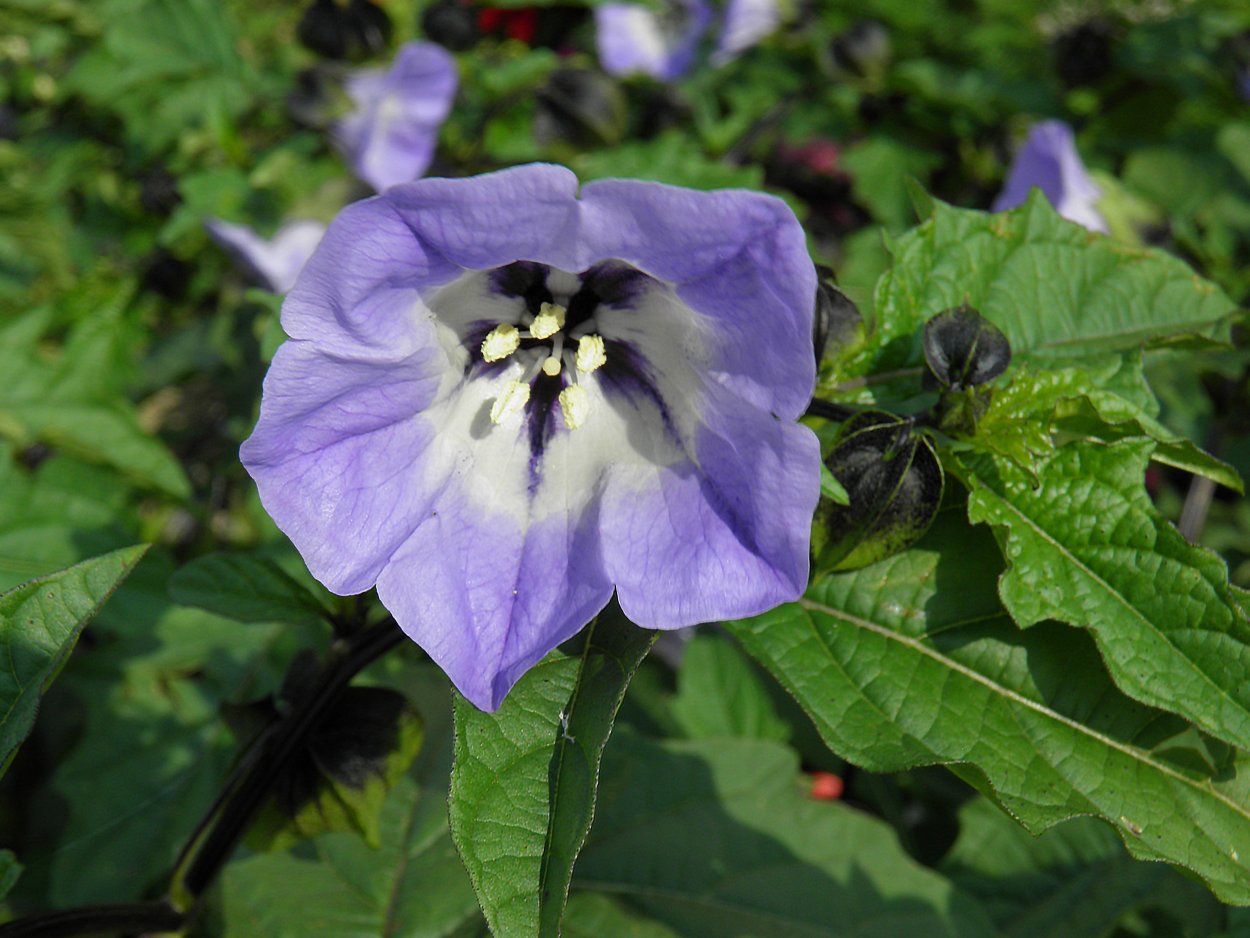 Никандра голубая