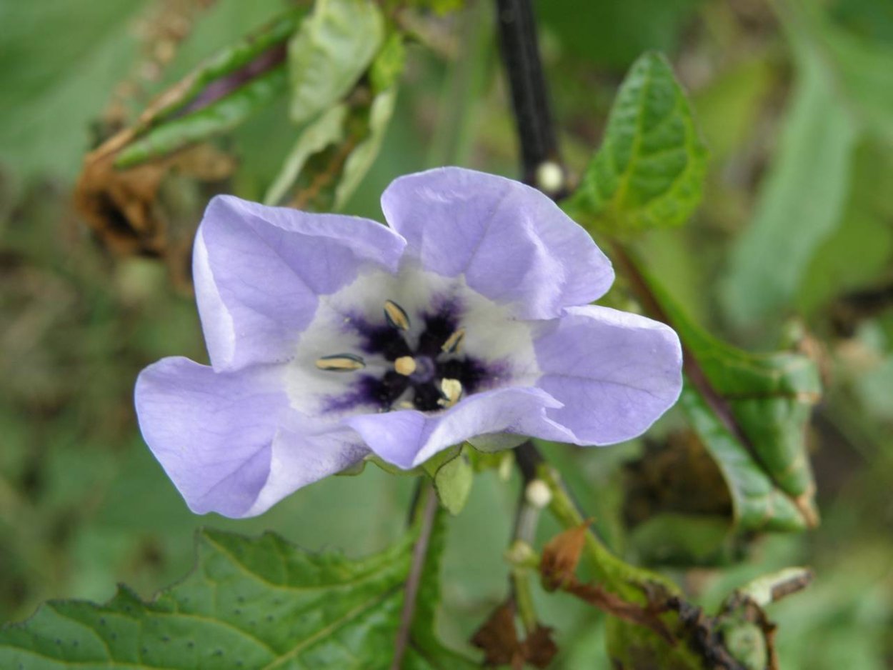 Никандра гагиефф