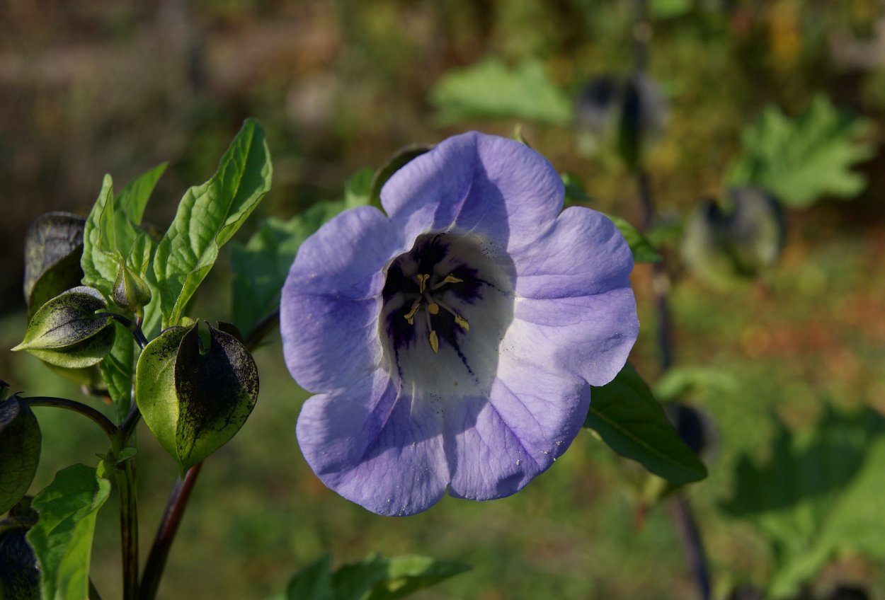 Никандра куст