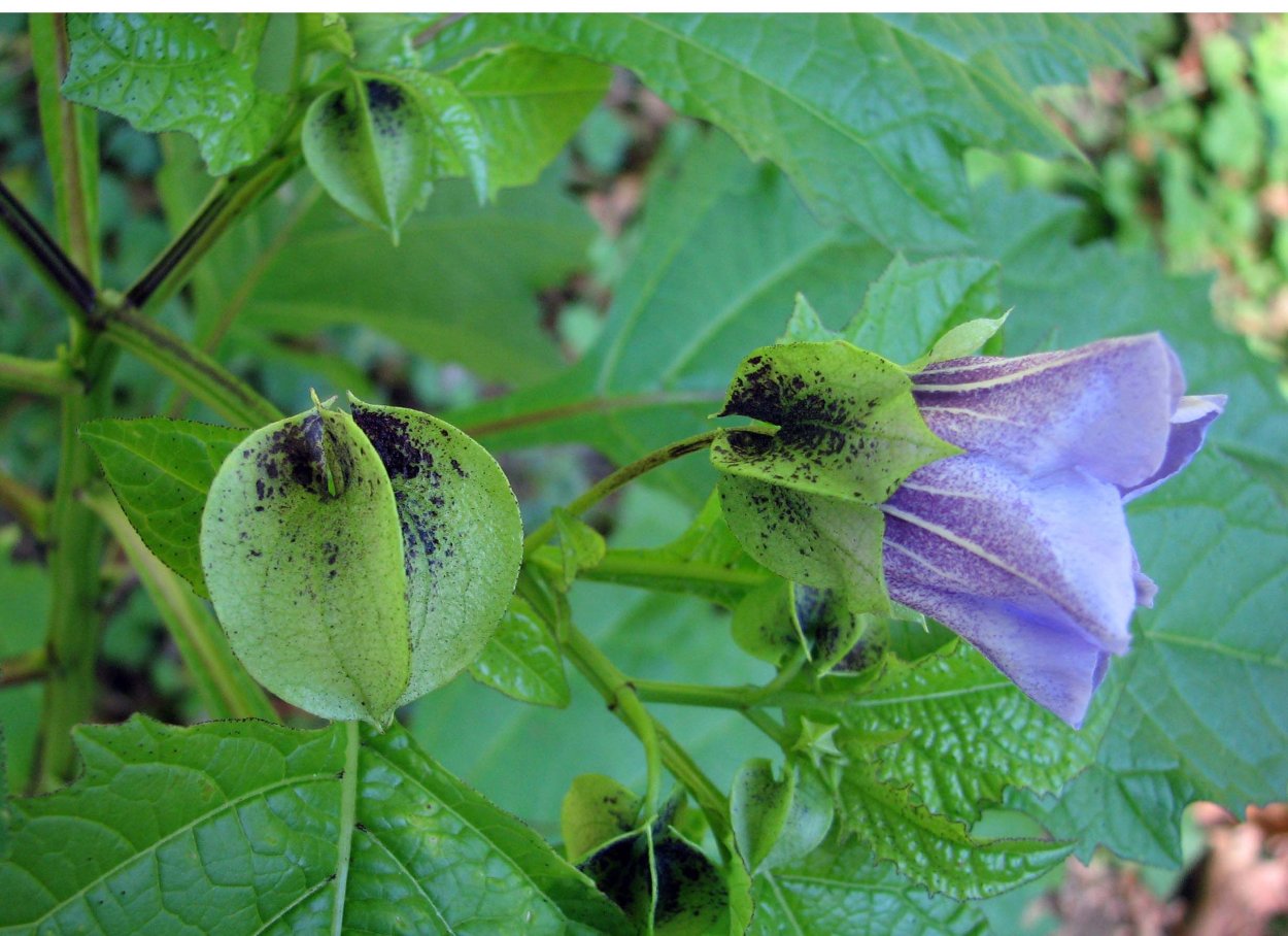 Никандра рисунок