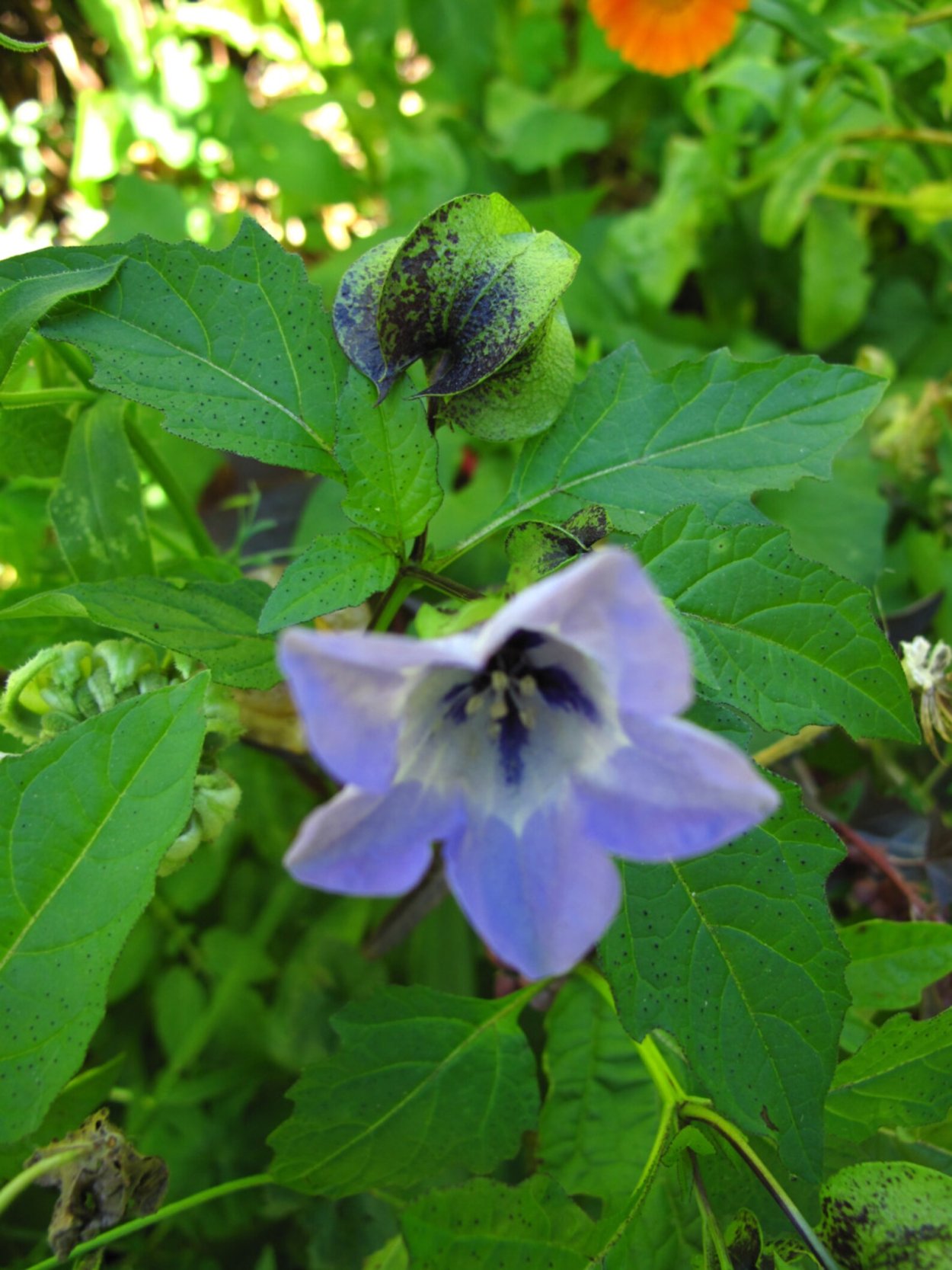 Nicandra physaloides
