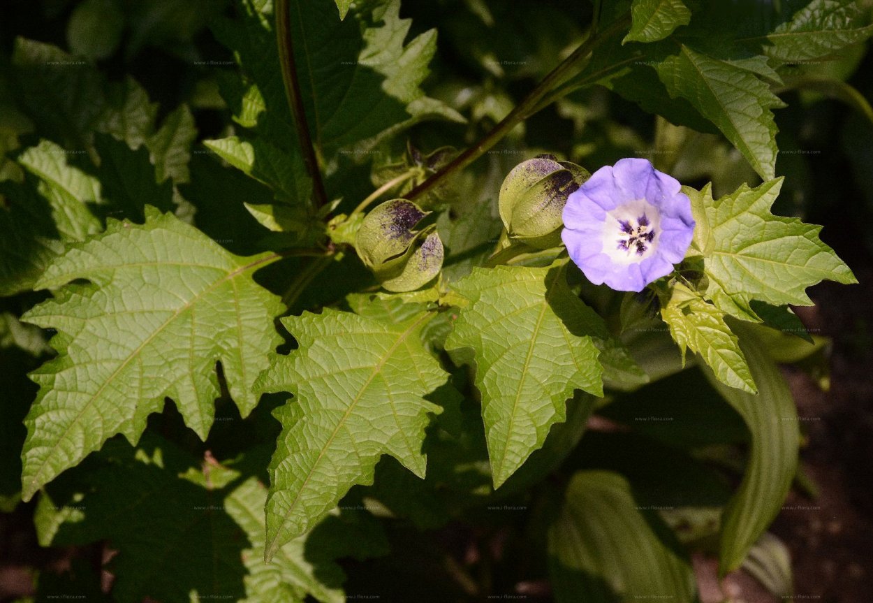 Никандра физалисовидная