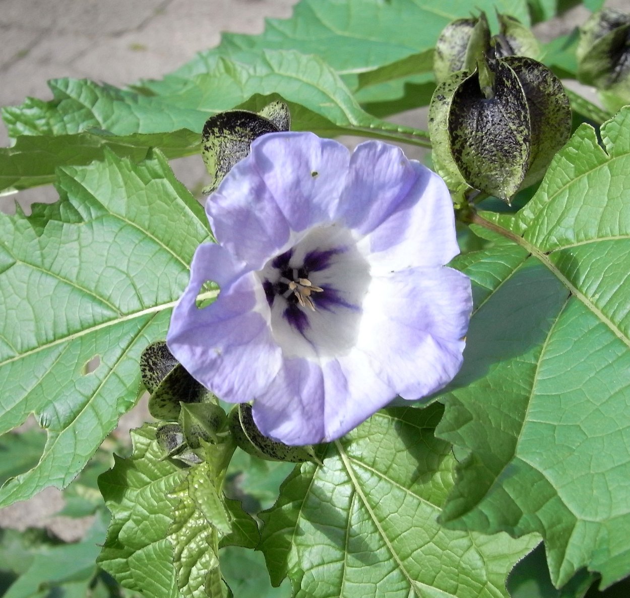 Никандра гагиефф