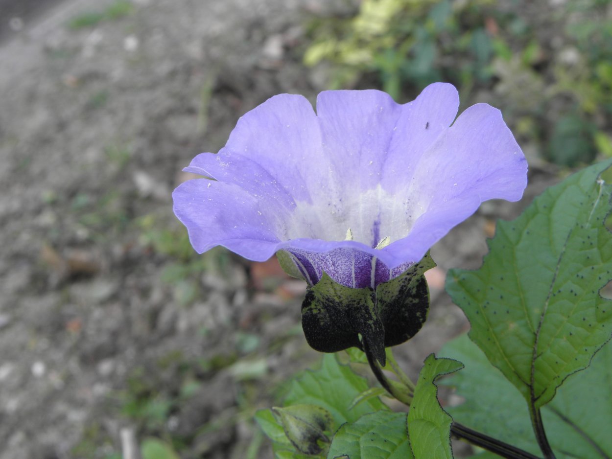 Никандра физалисовидная