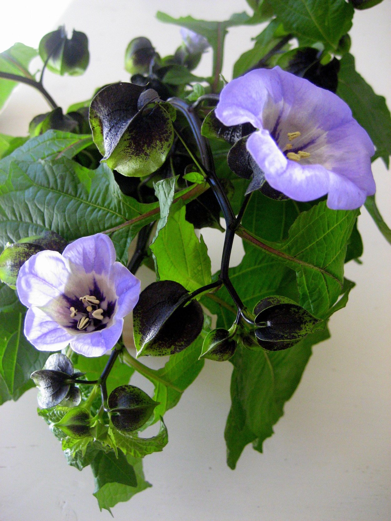 Никандра Перуанская