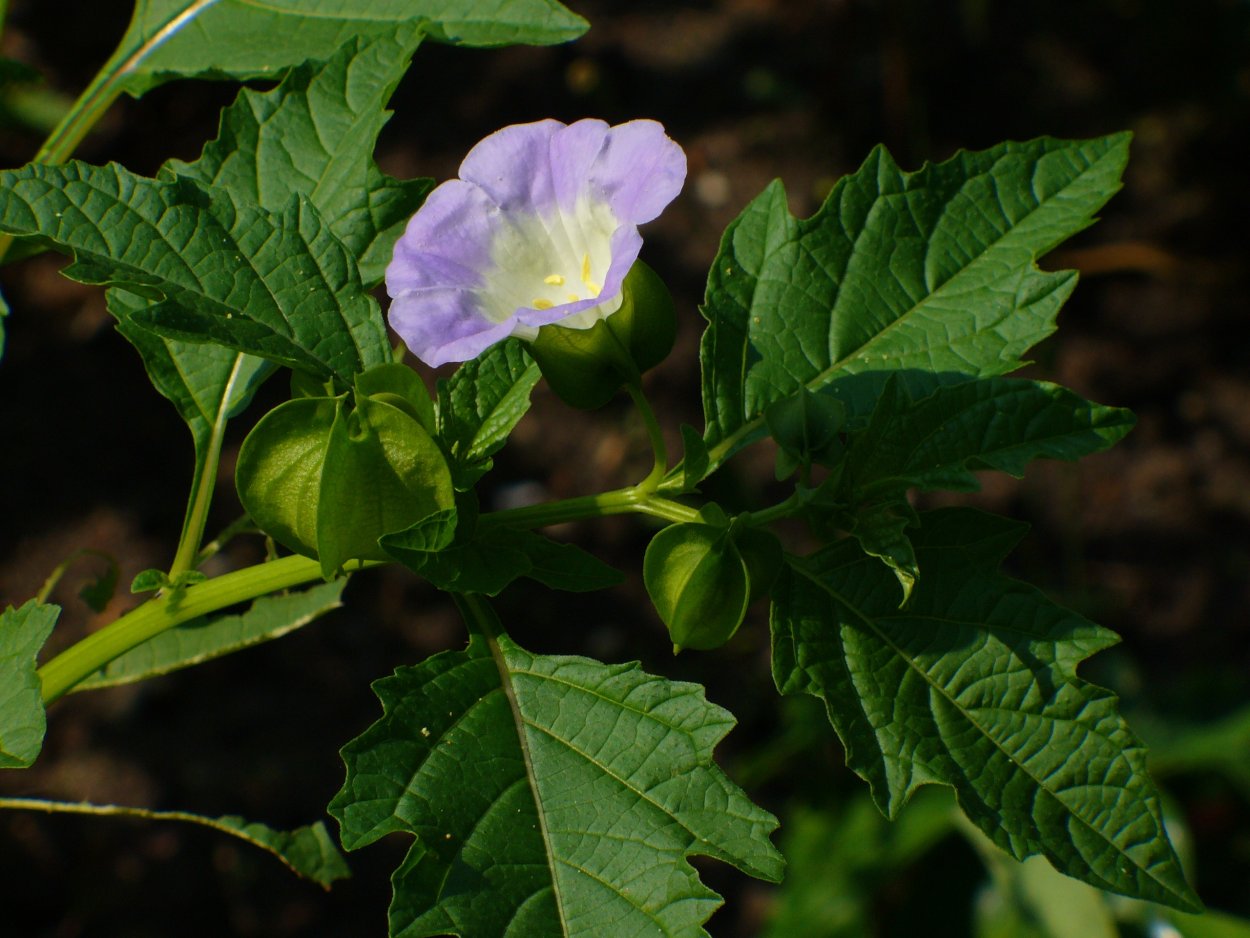 Петуния, Никандра, физалис.