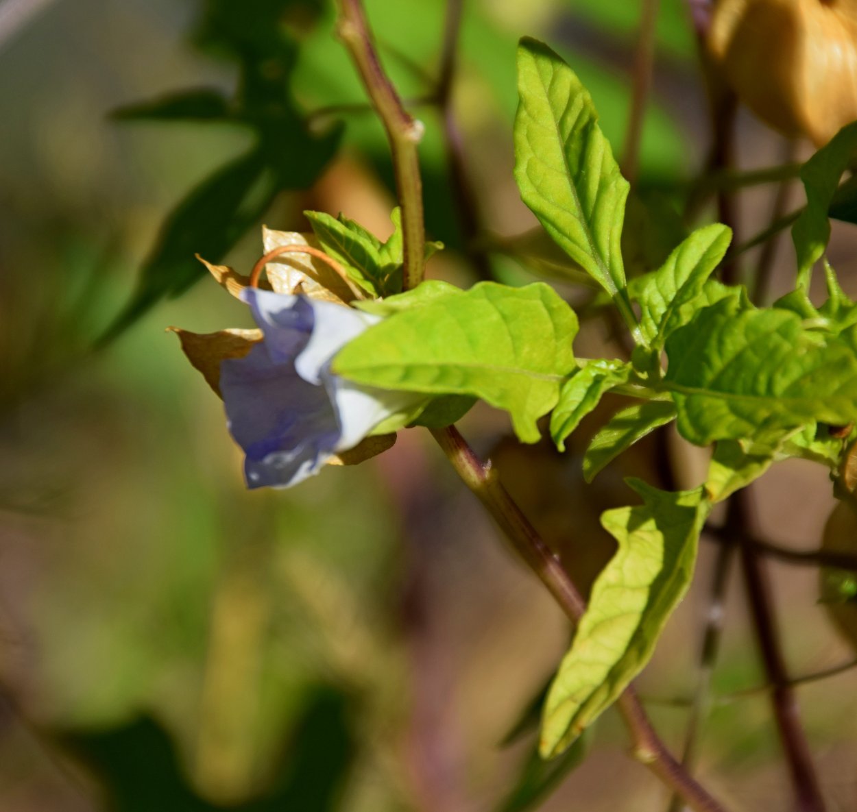 Никандра физалисовидная