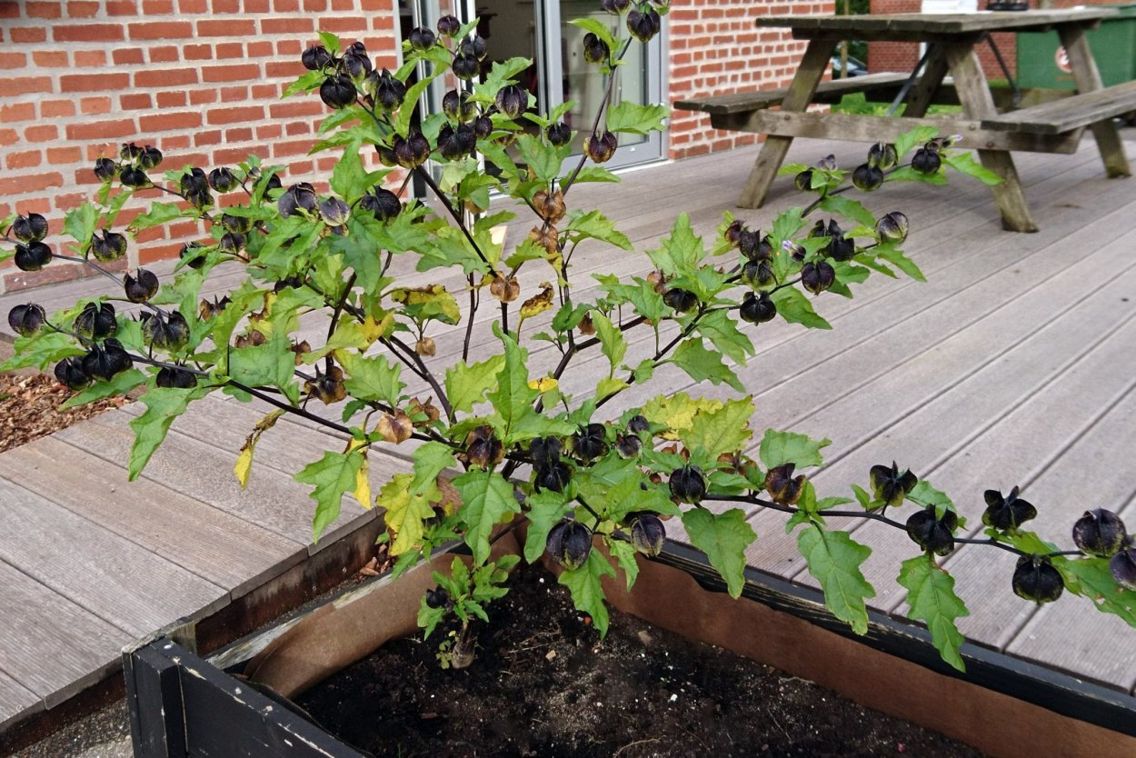 Цветок Никандра физалисовидная