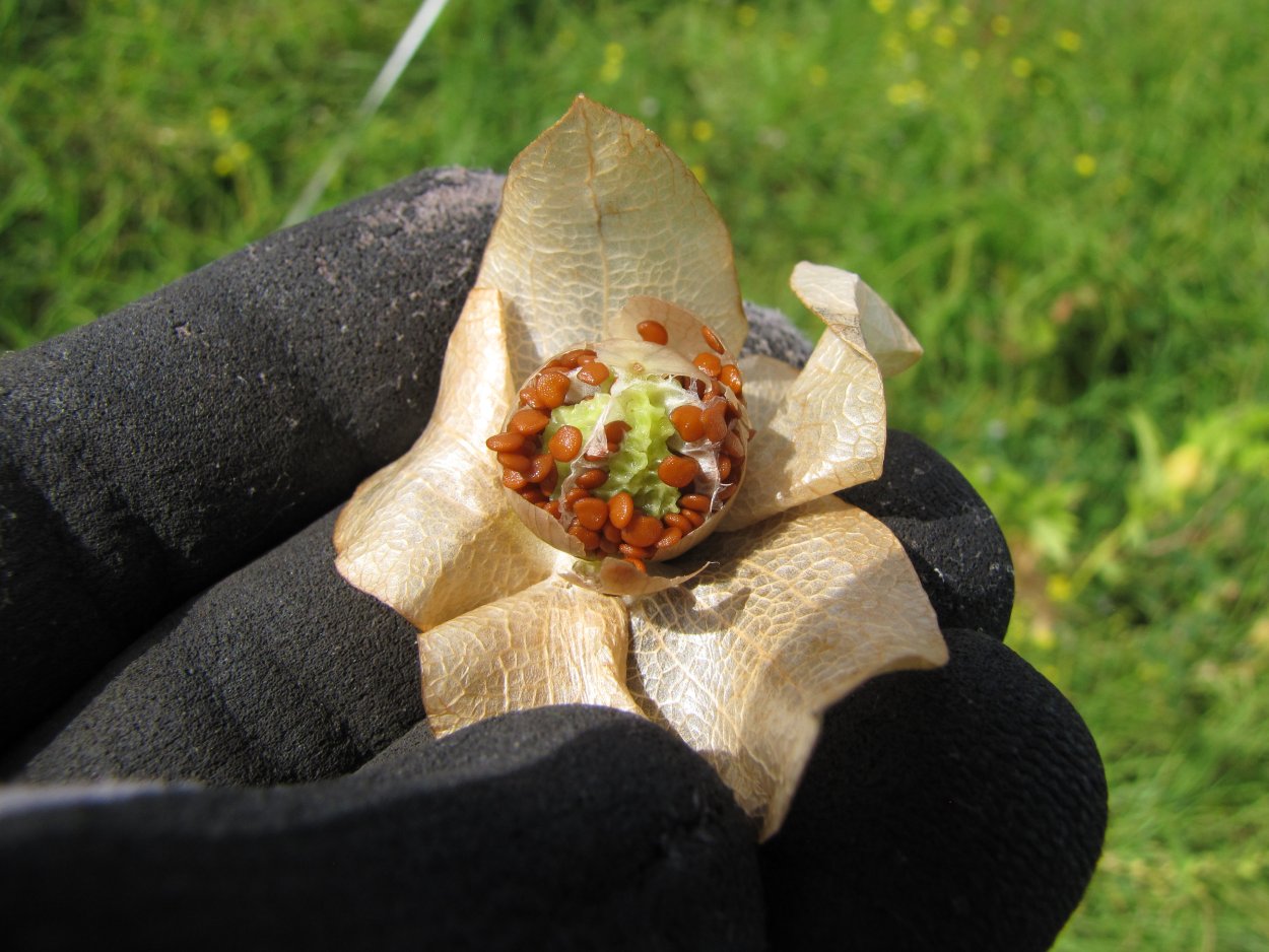 Никандра физалодес