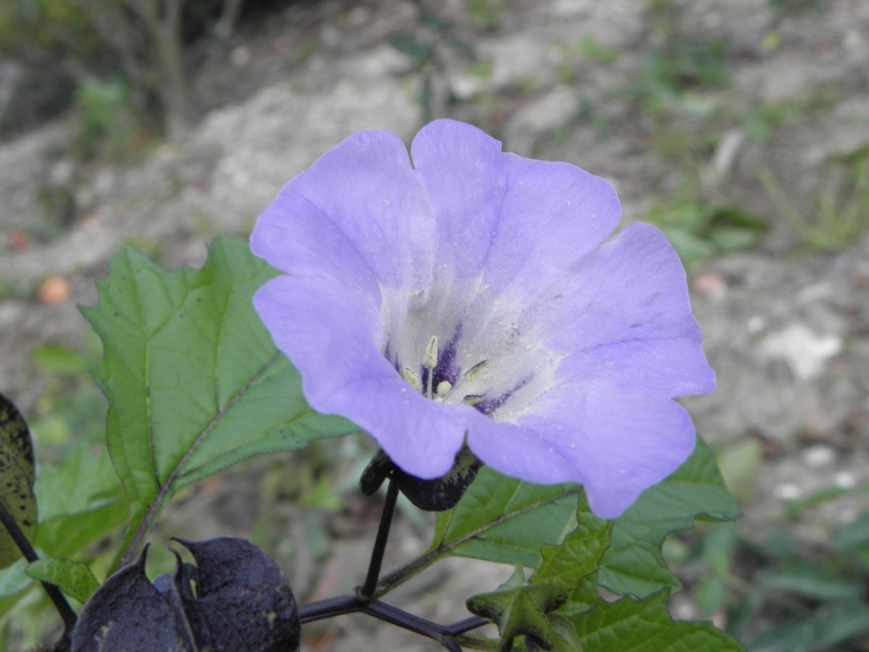 Никандра гагиефф