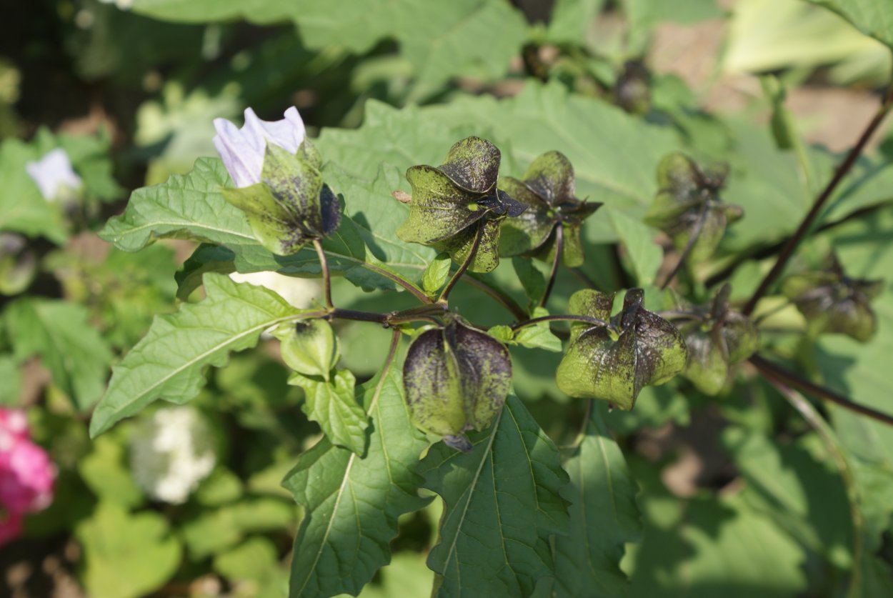 Никандра физалисовидная