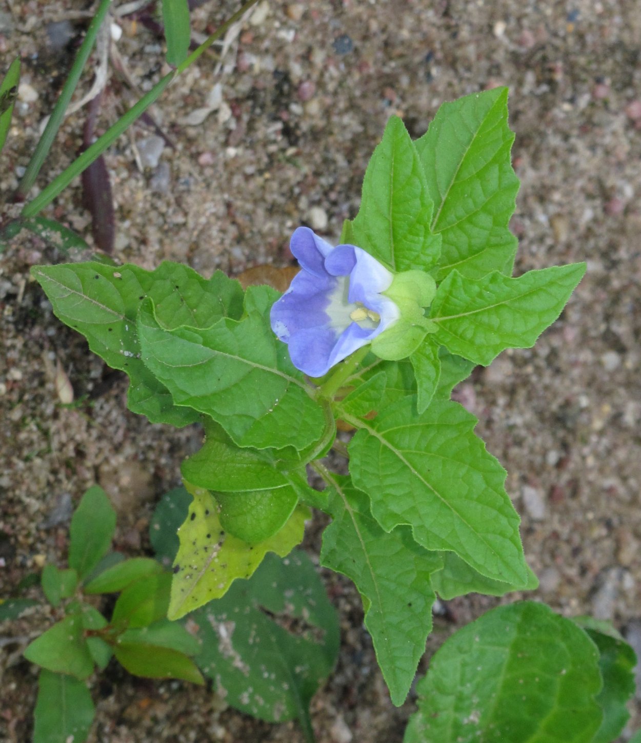 Никандра Емельянова