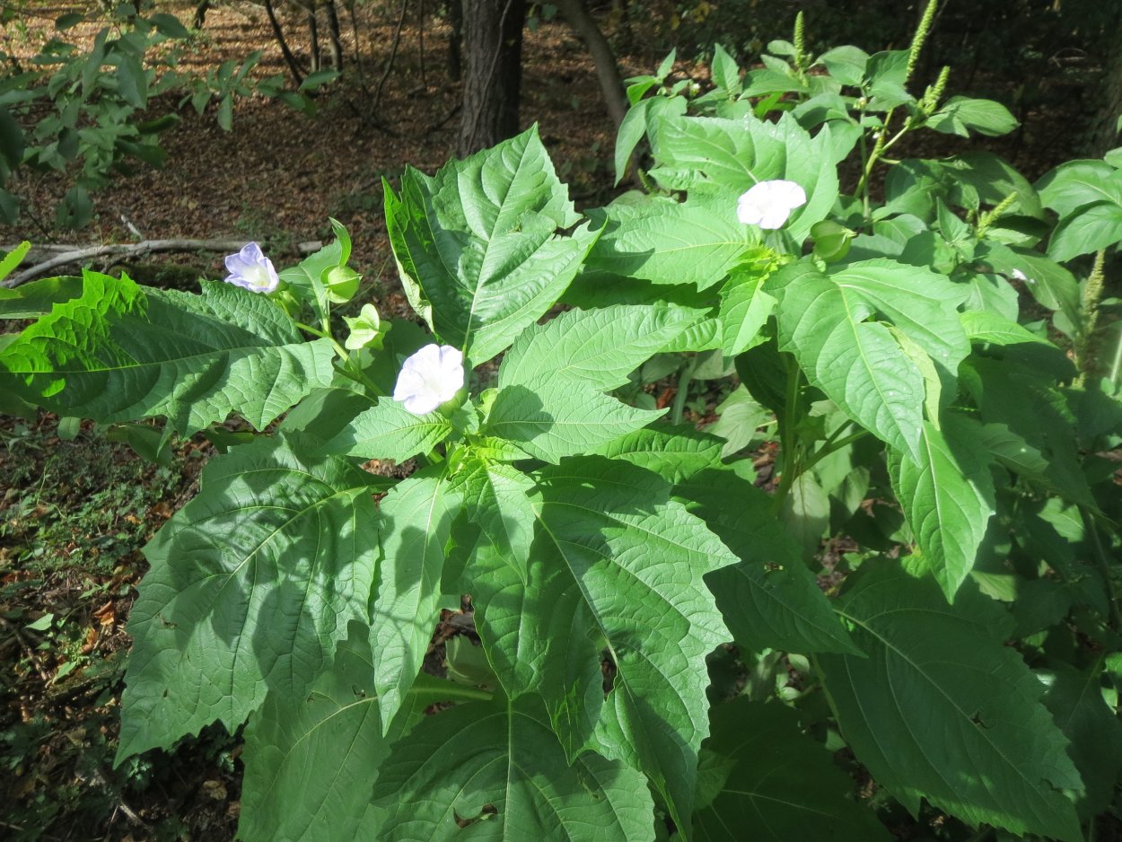 Дикая Никандра ,