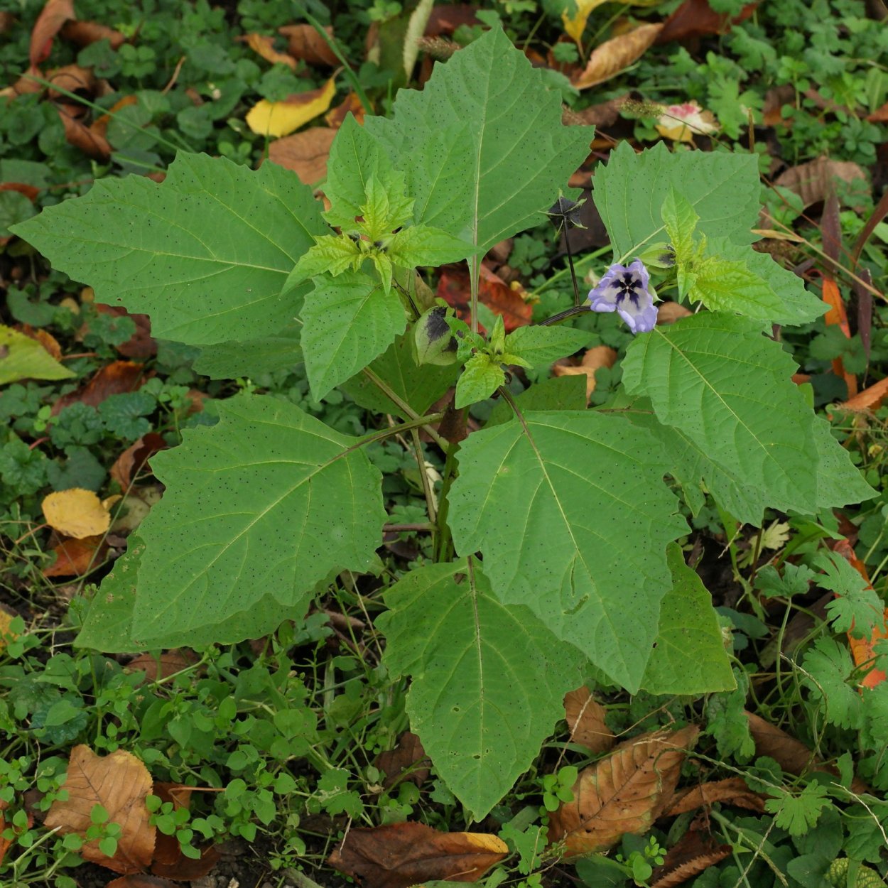 Алексифармику Никандра