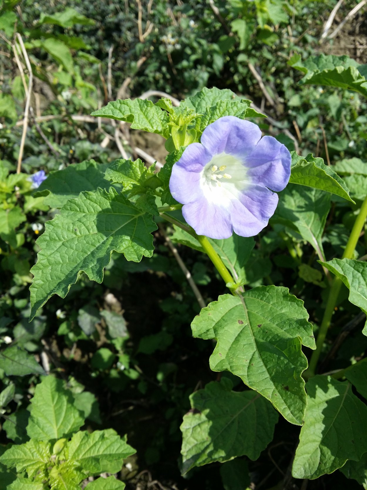 Никандра физалисовидная