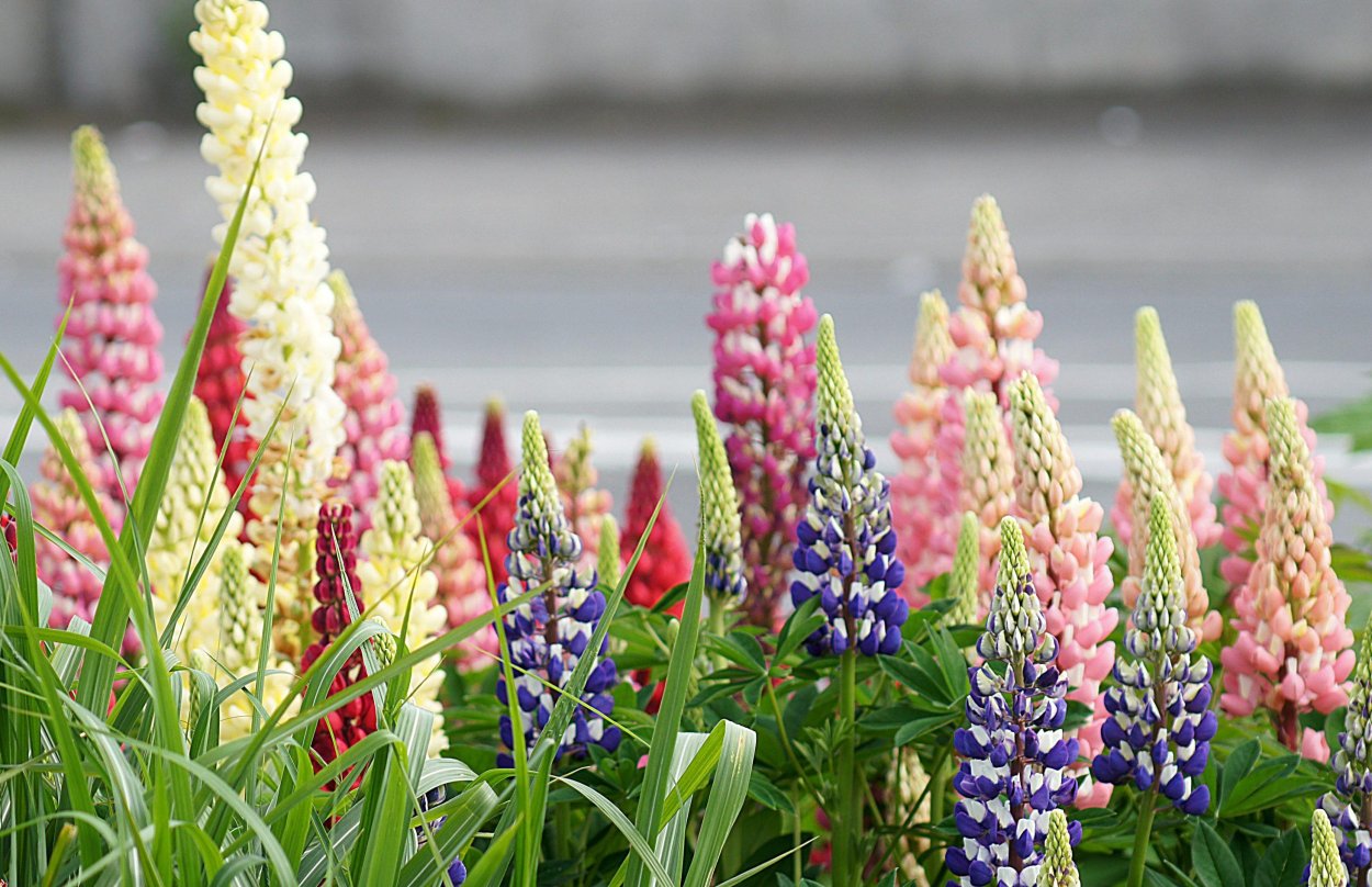 Люпин узколистный Белозерный