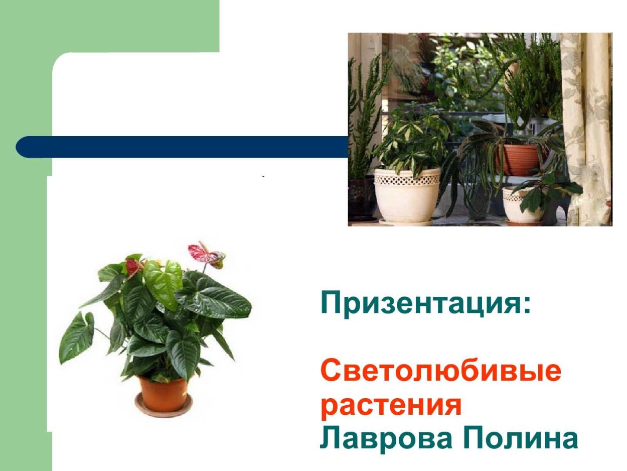 Светолюбивые комнатные растения