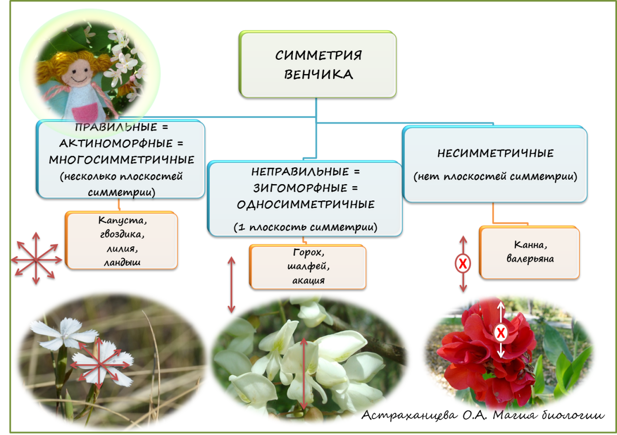 Актиноморфные и зигоморфные цветки