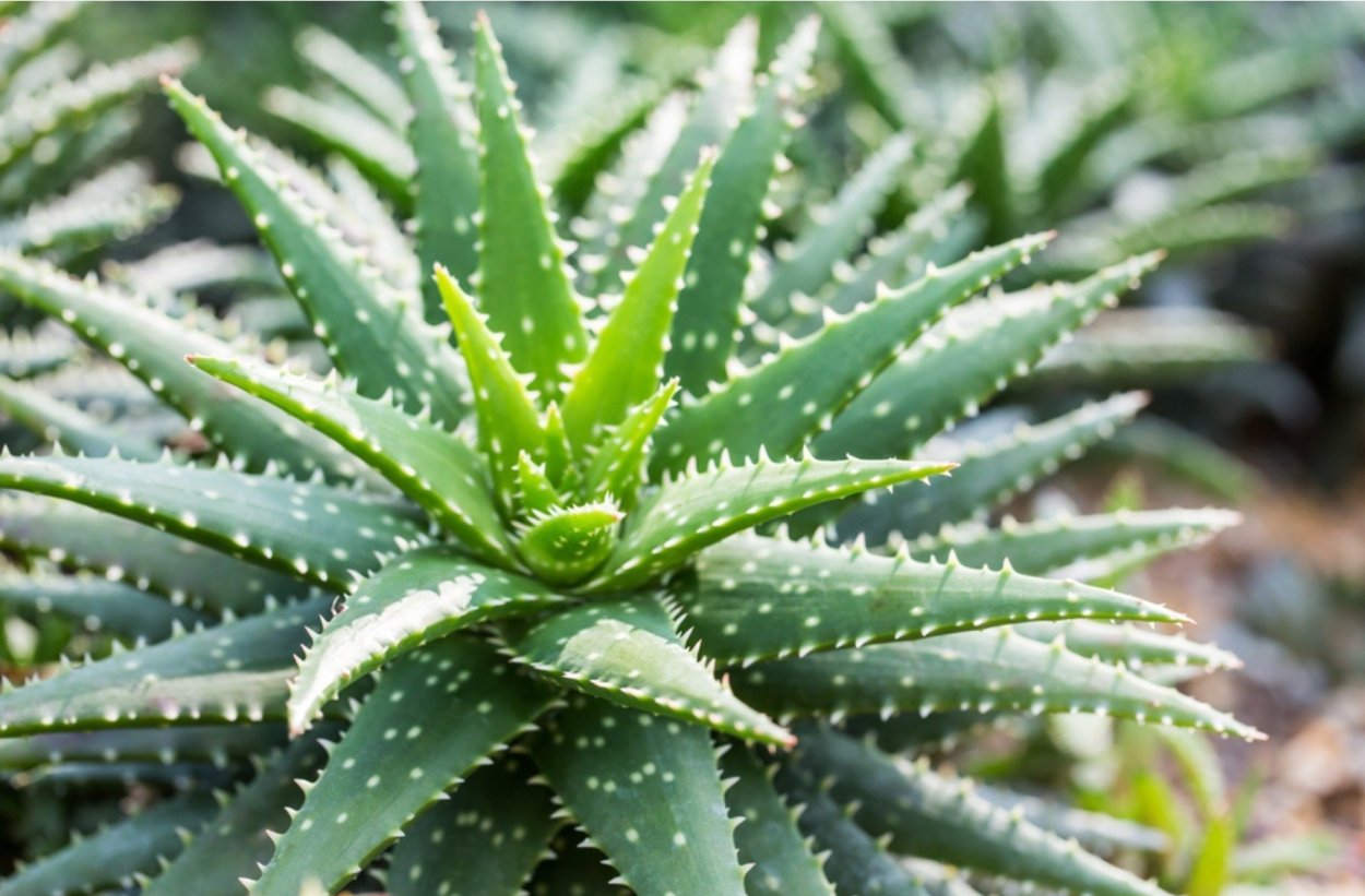 Алоэ Вера цветок