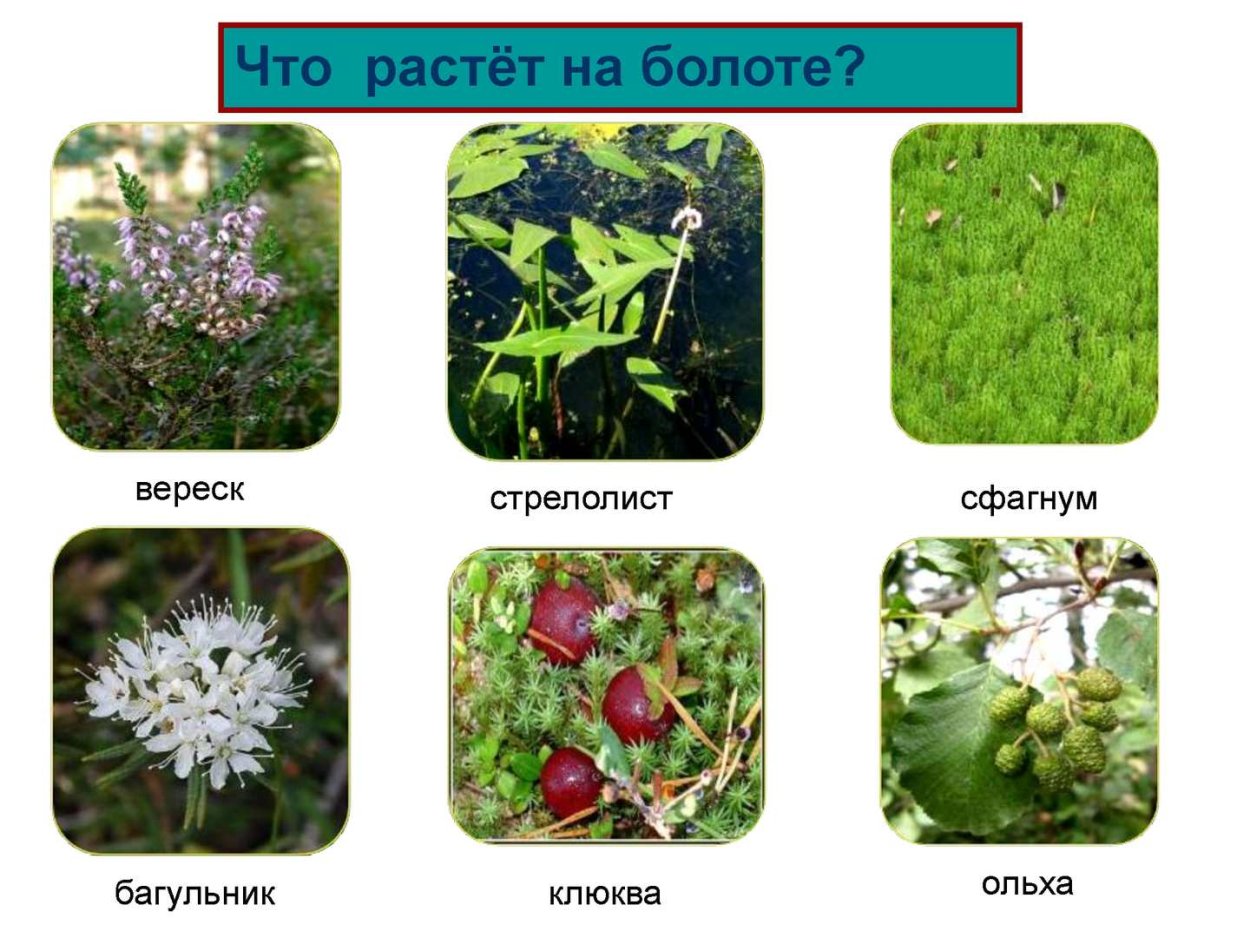 Расиение Расиущие на болотп