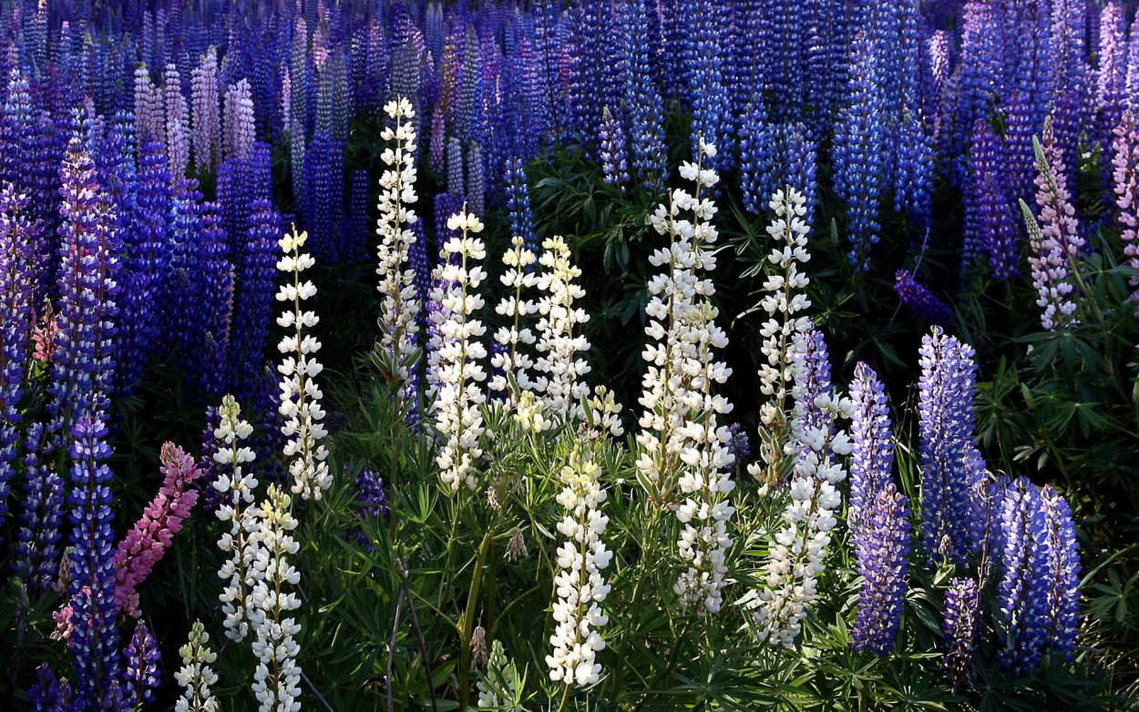 Люпин однолетний