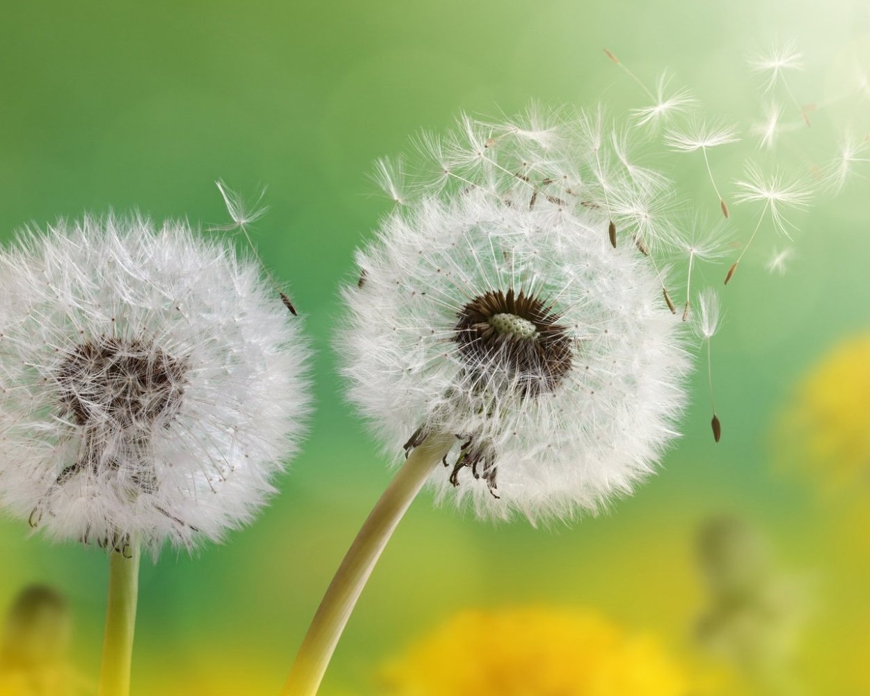 Одуванчик Тундровый