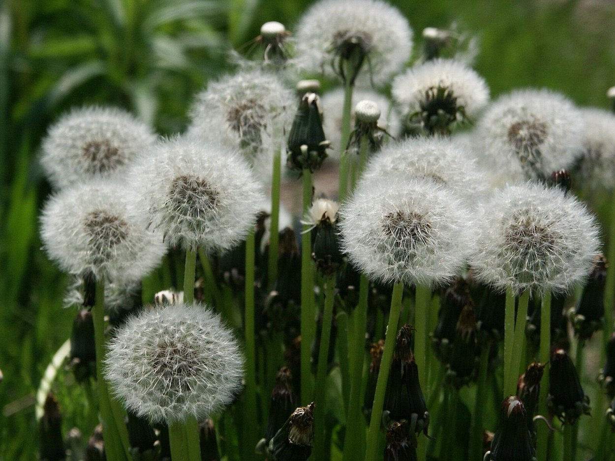 Цветы уличные как одуванчик
