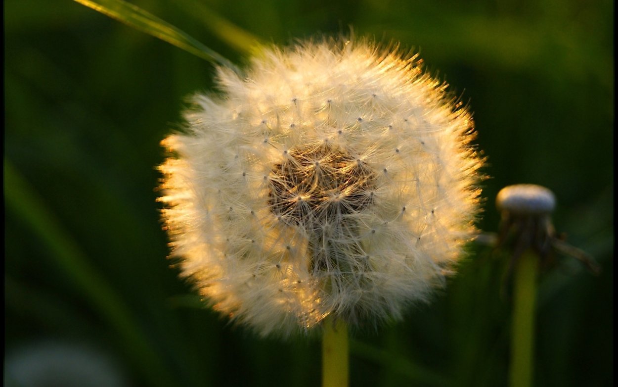 Одуванчик белый