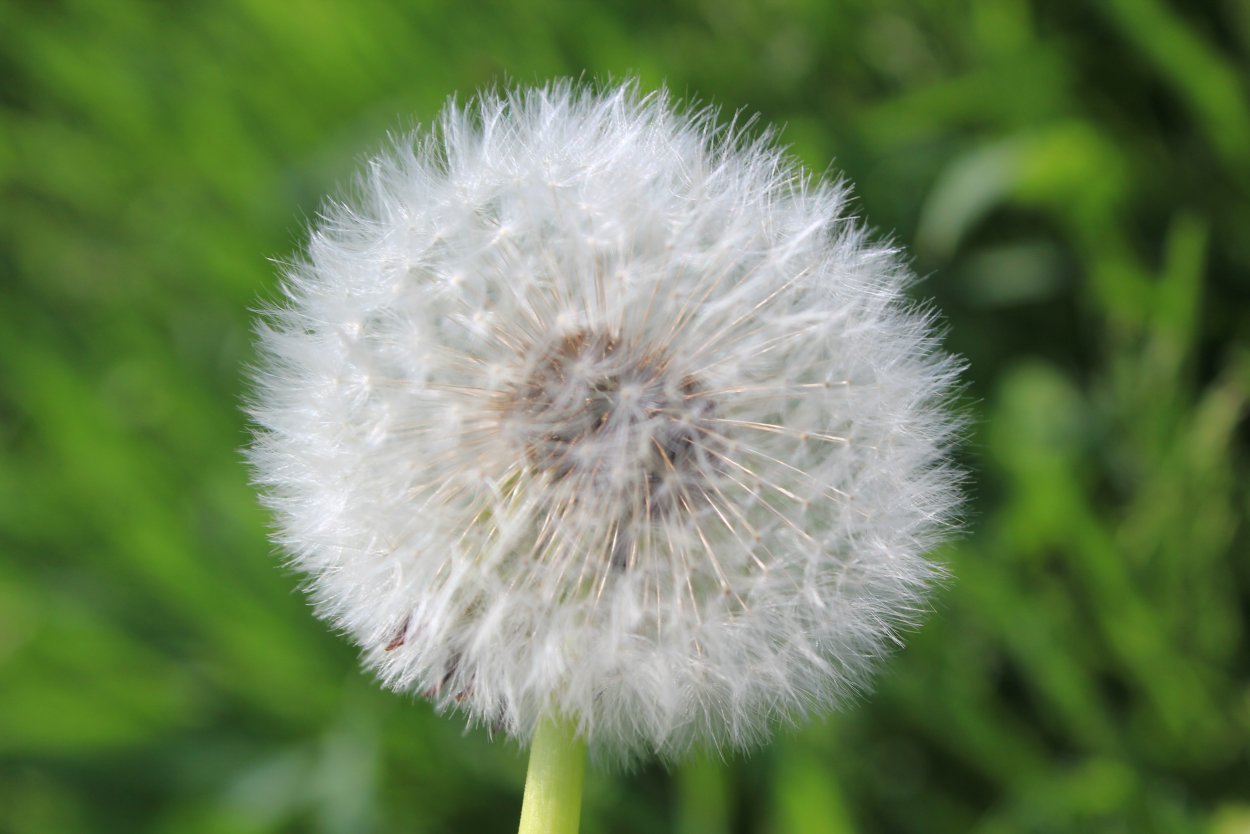 Белые пушистые цветы