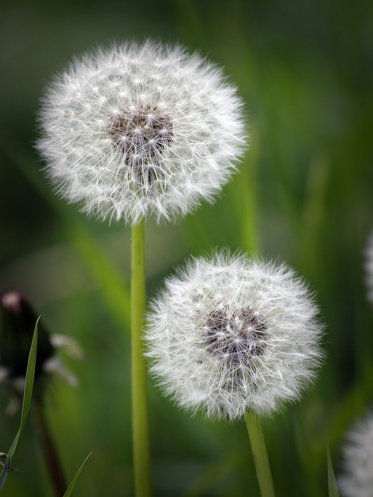 Одуванчик отцвел