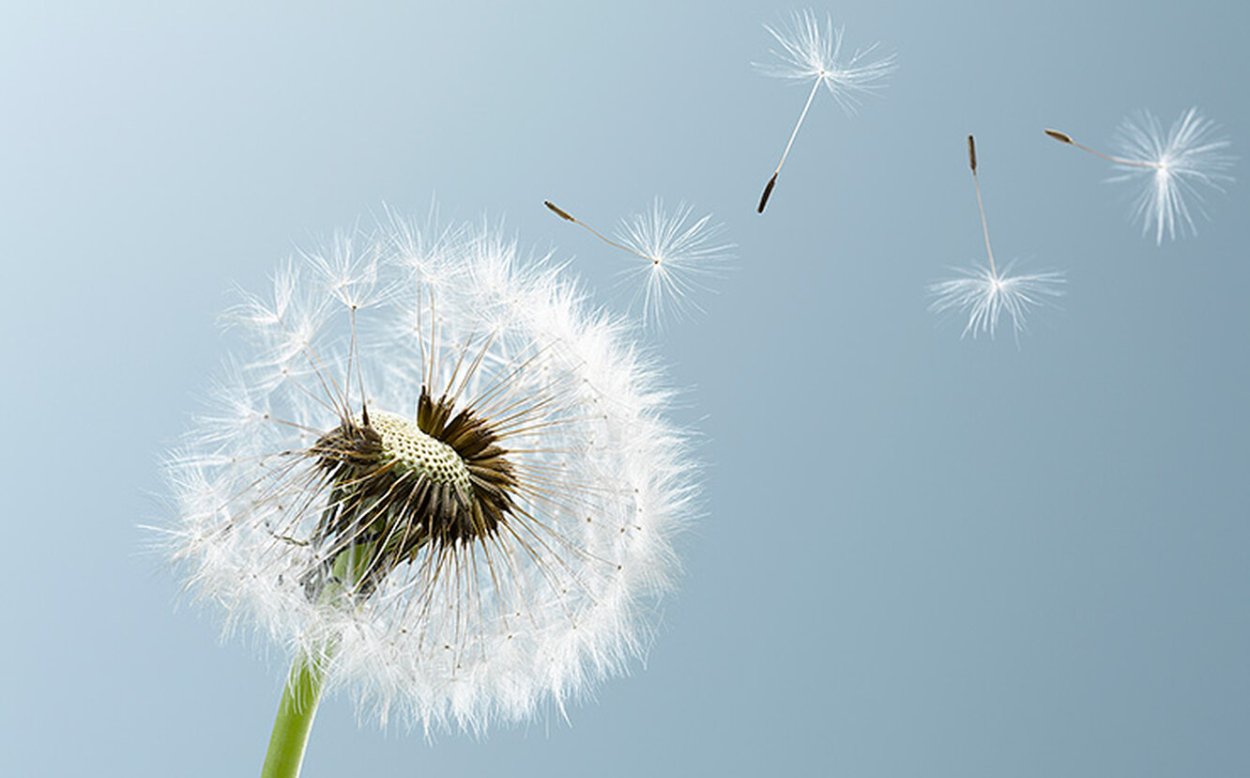 Одуванчик белый