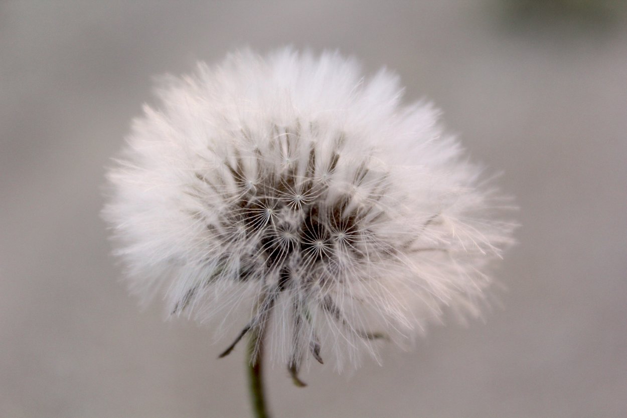 Одуванчики серо-бежевые макро