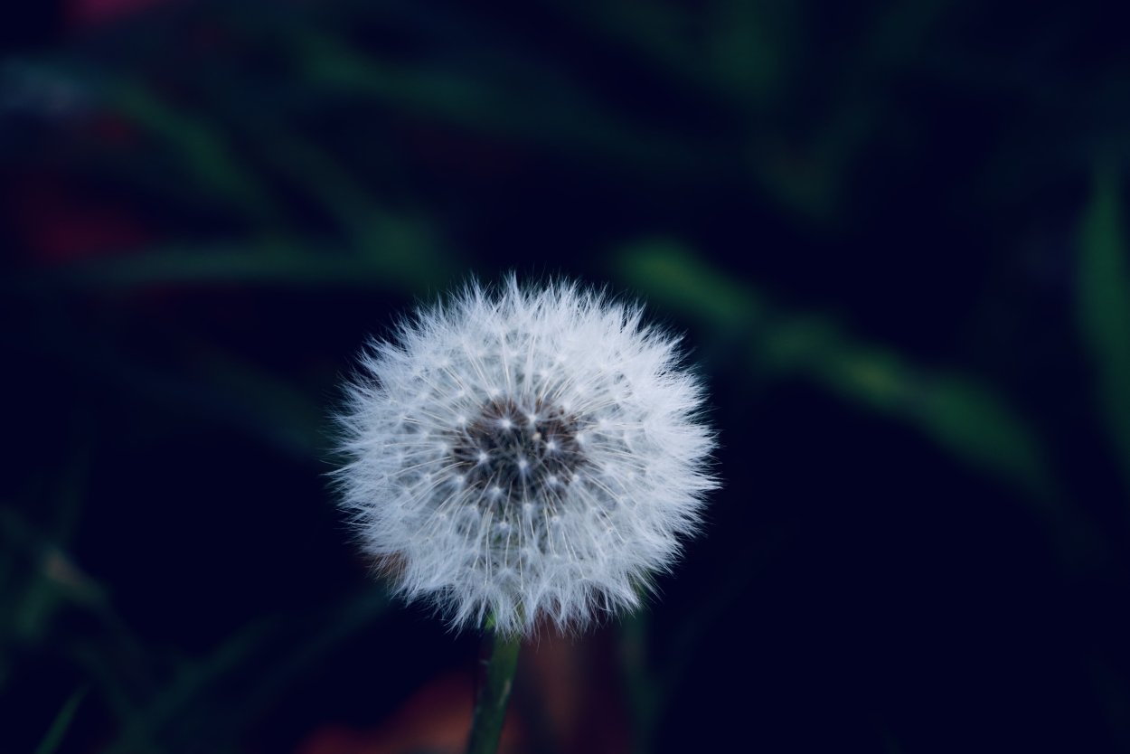 Лето Минимализм одуванчик