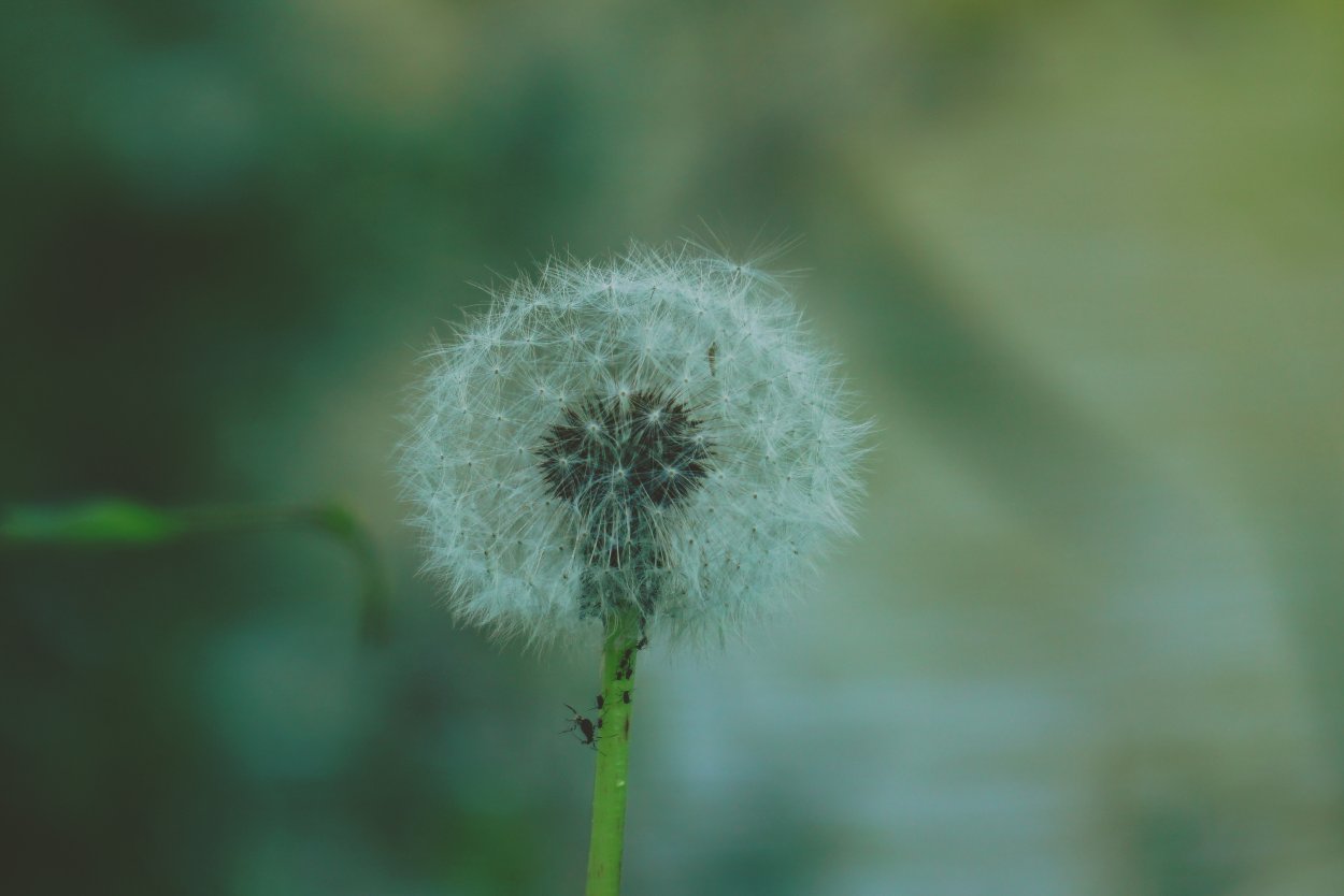 Одуванчик живой