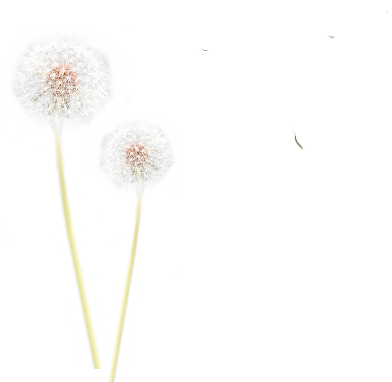 Одуванчик на прозрачном фоне