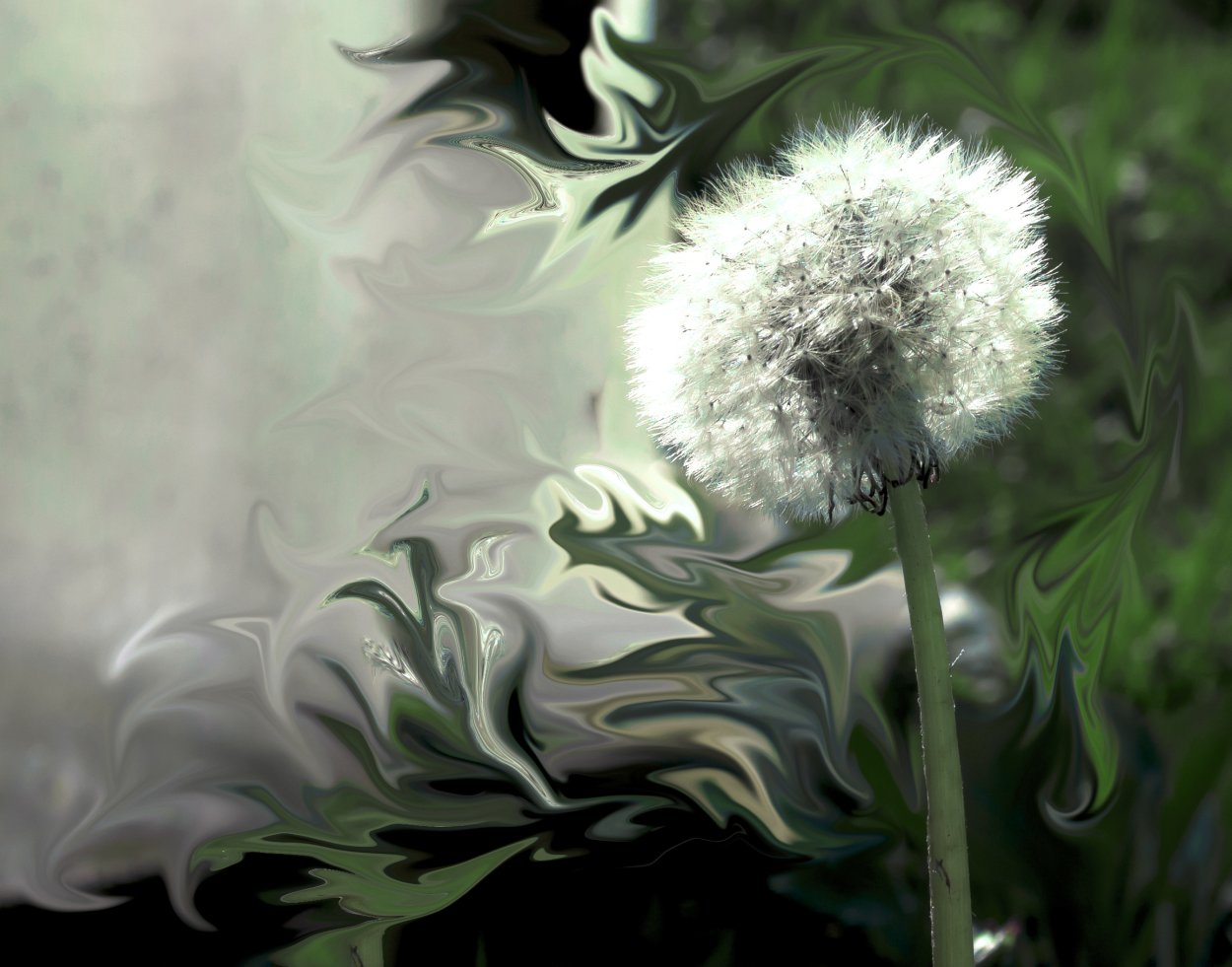 Одуванчик Миура