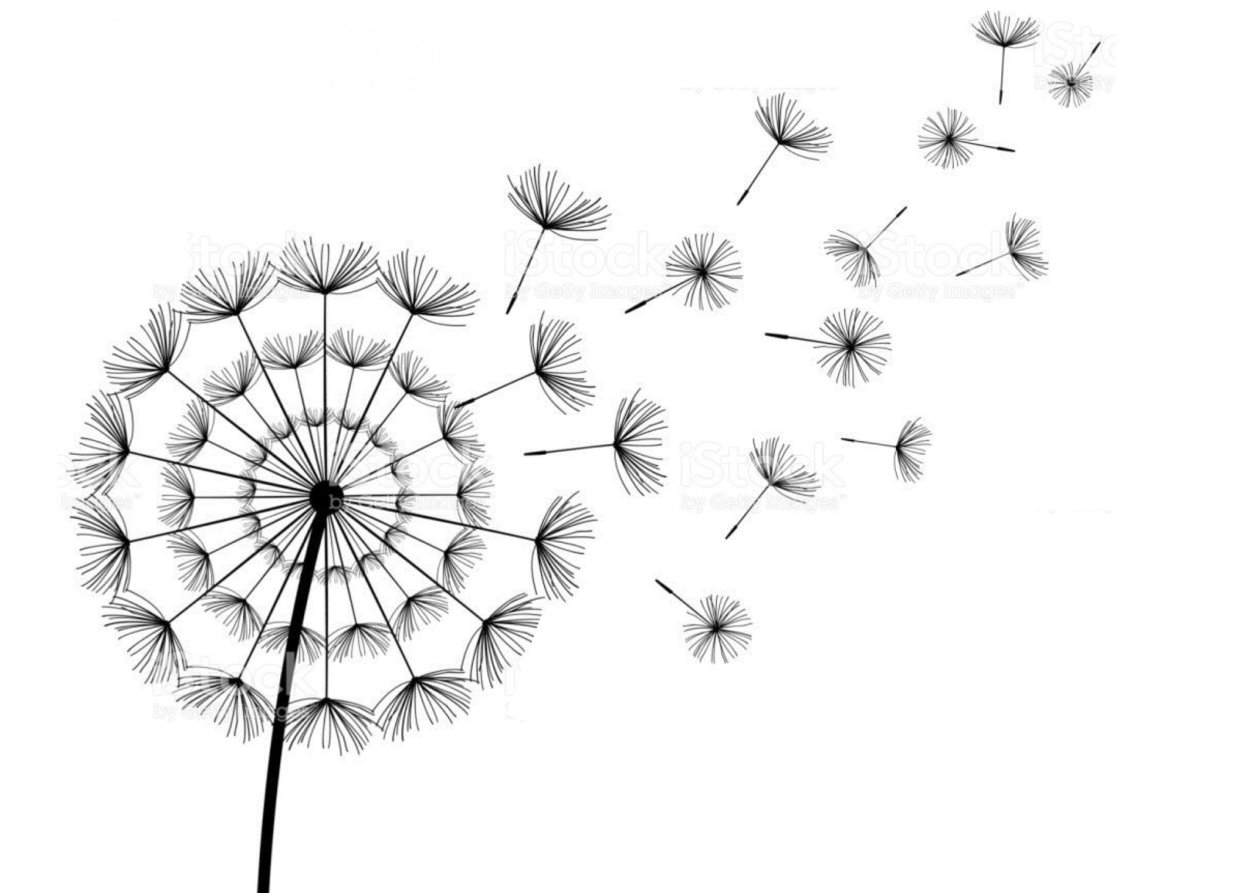 Одуванчик рисунок