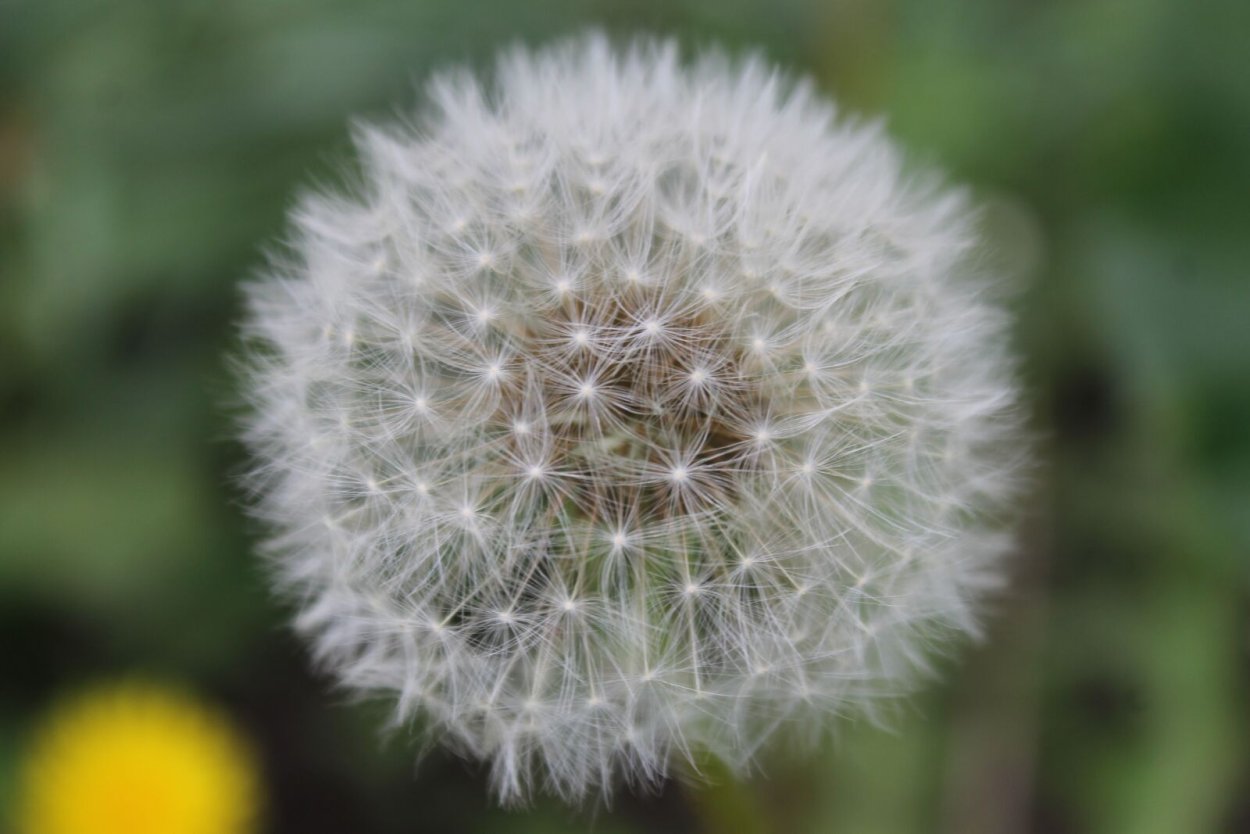 Одуванчик белый
