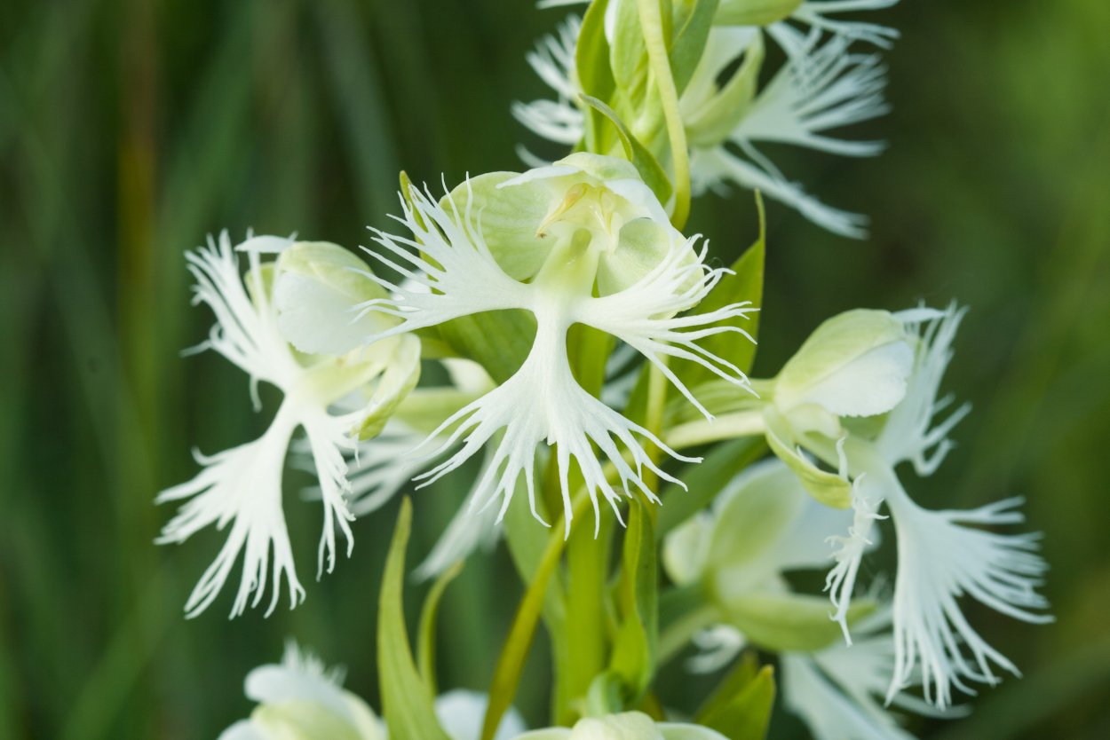 Венерин башмачок Cypripedium calceolus