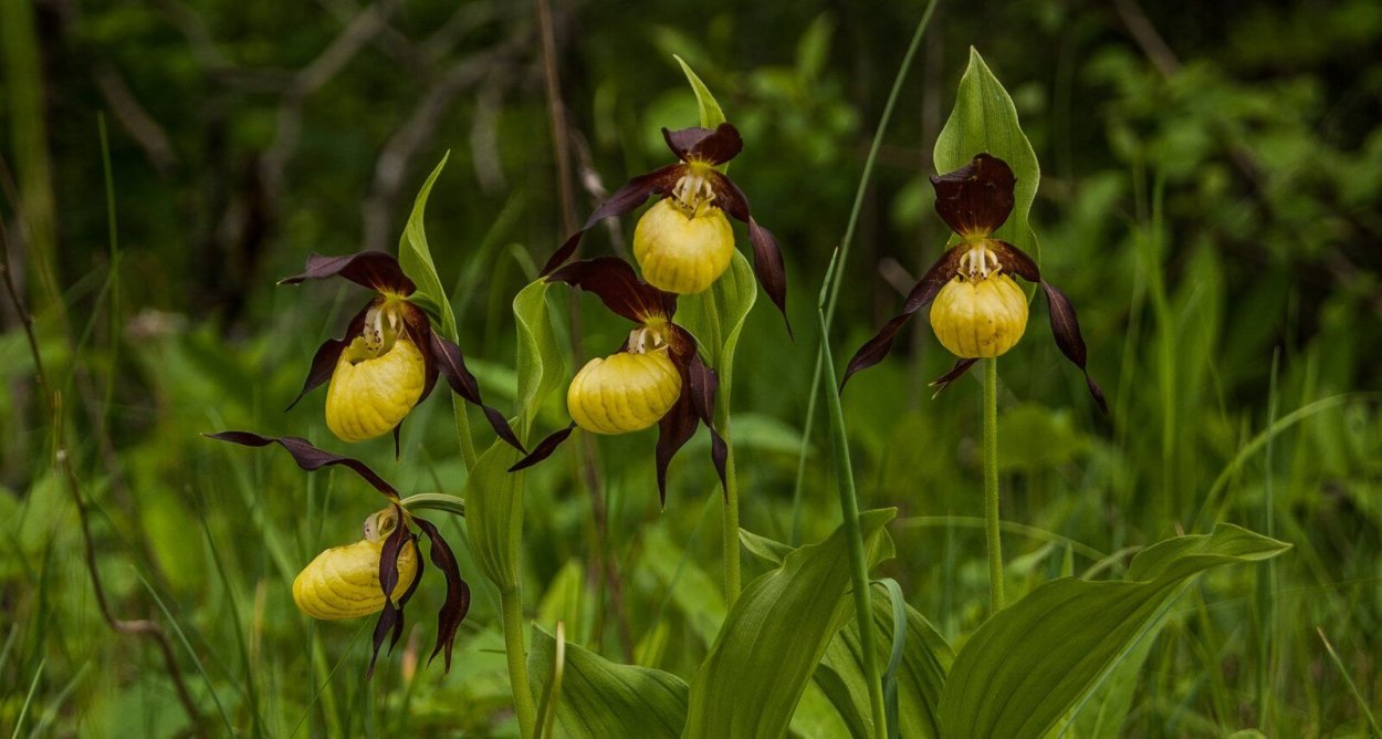 Орхидея Tropic Ocelot