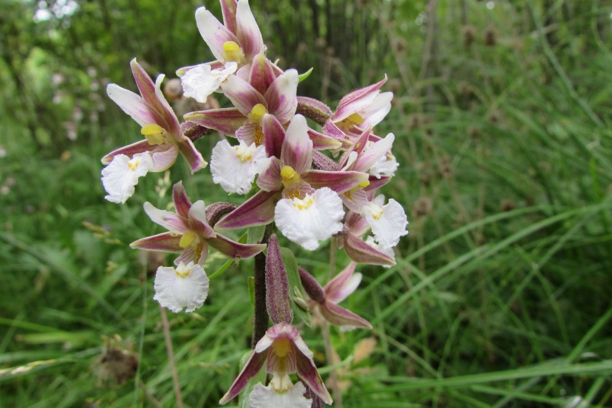 Калипсо клубневая