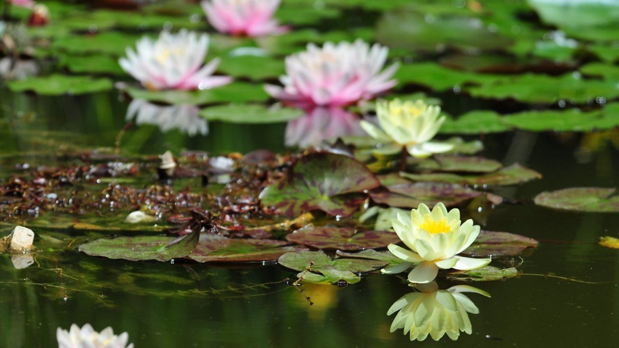 Кувшинки Покровско Стрешнево