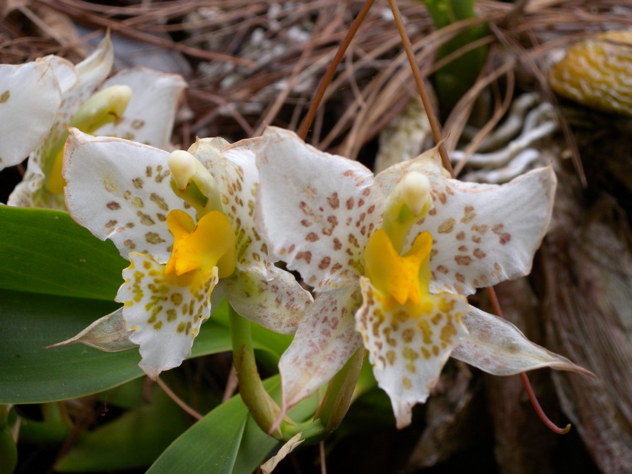 Венерин башмачок Пафиопедилум