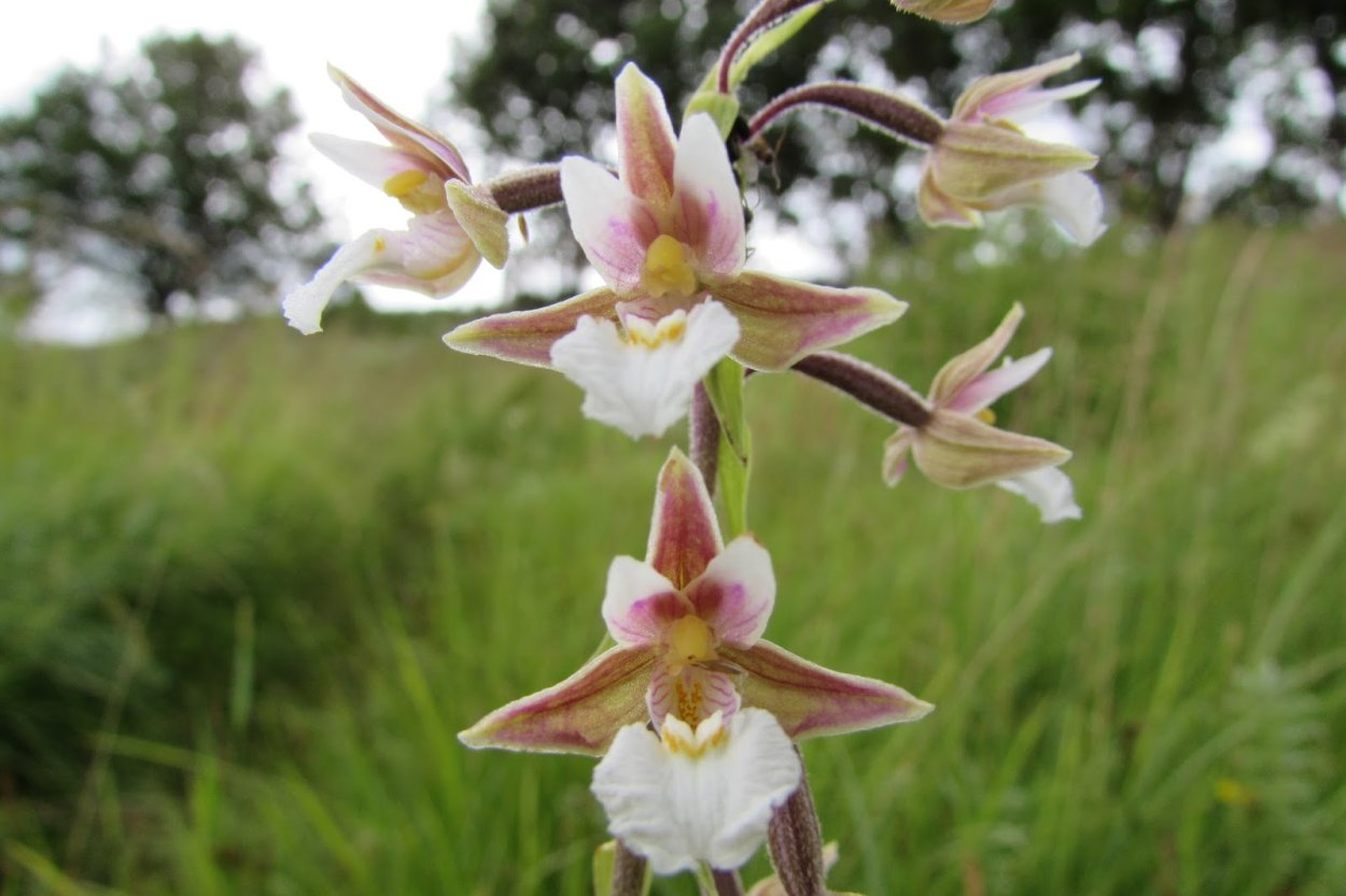 Дремлик болотный