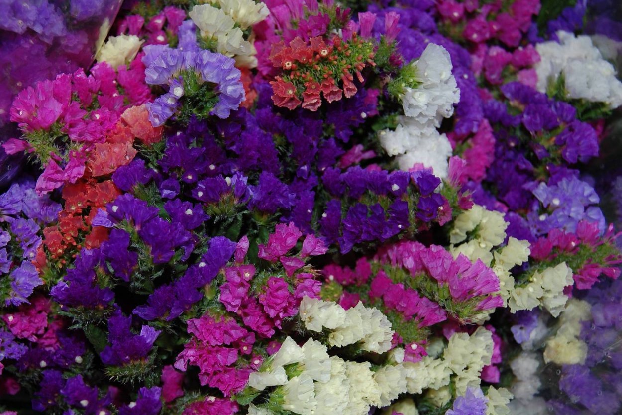 Кермек статица цветы