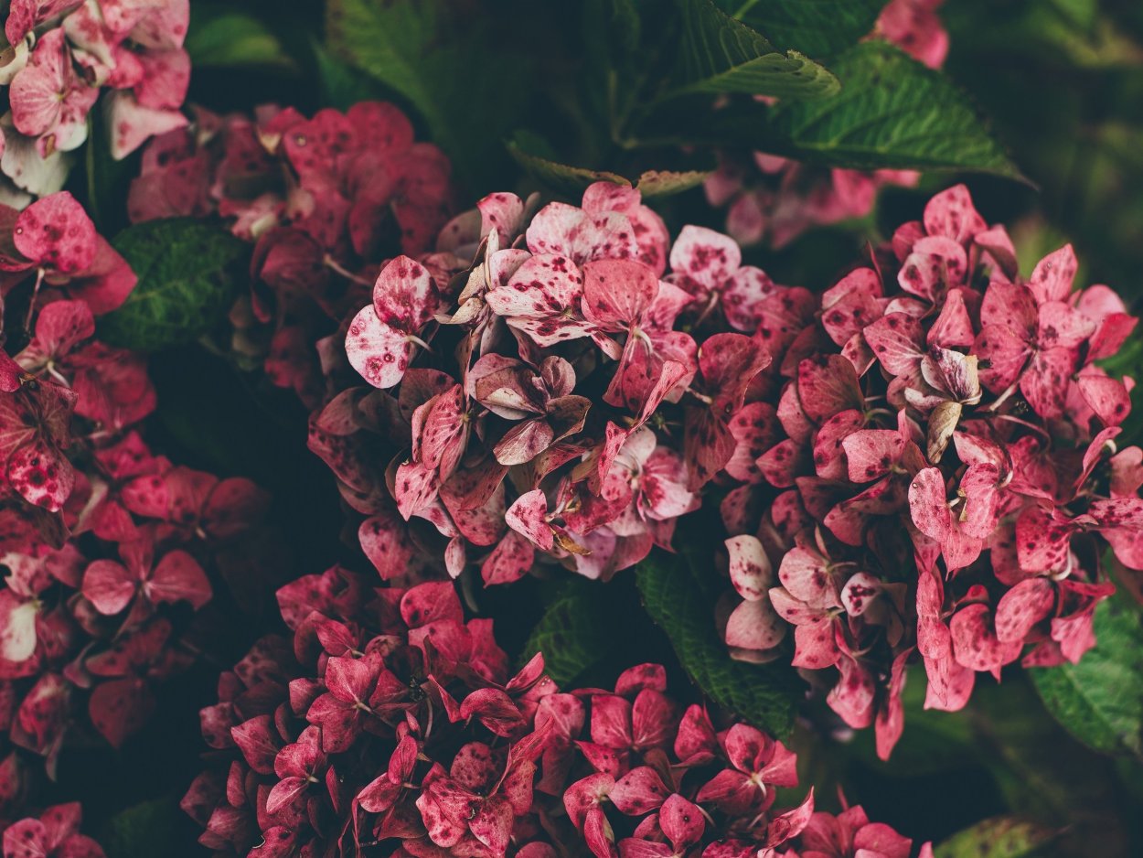 Красивые яркие цветы