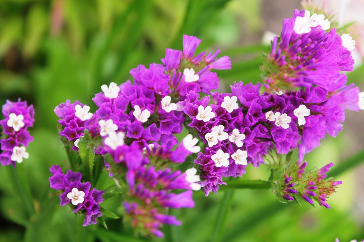 Бело сиреневые цветы